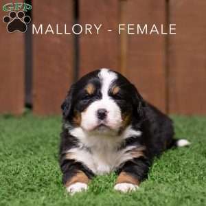 Mallory, Bernese Mountain Dog Puppy